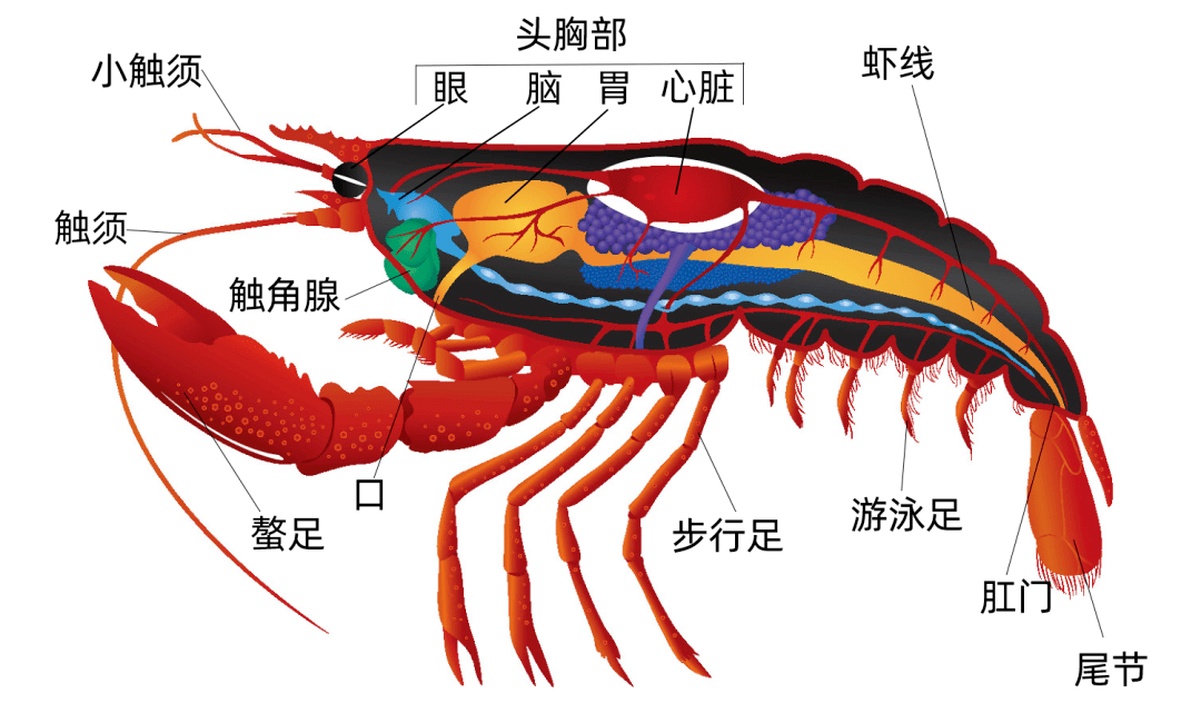 小龍蝦頭里的是“屎”還是“黃”？能吃嗎？