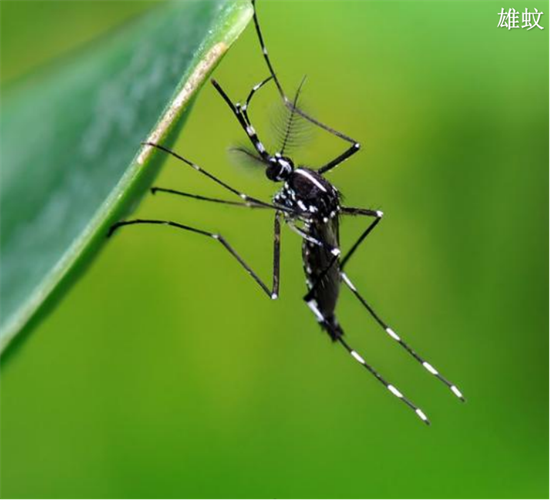 預(yù)防登革熱，小心白紋伊蚊